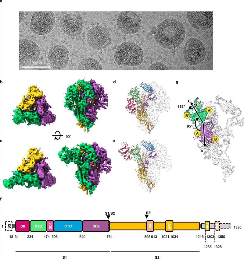 In situ cryo-EM analysis