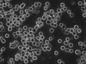 SF9 Cells