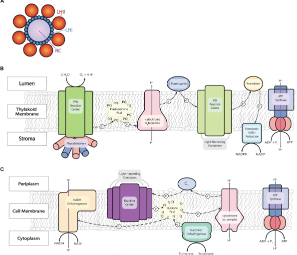 Photosynthetic Bioprocesses