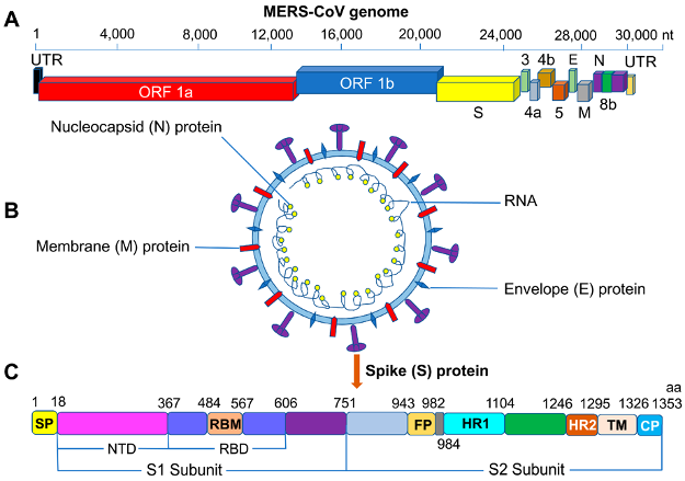 Schematic structures of MERS-CoV S protein.