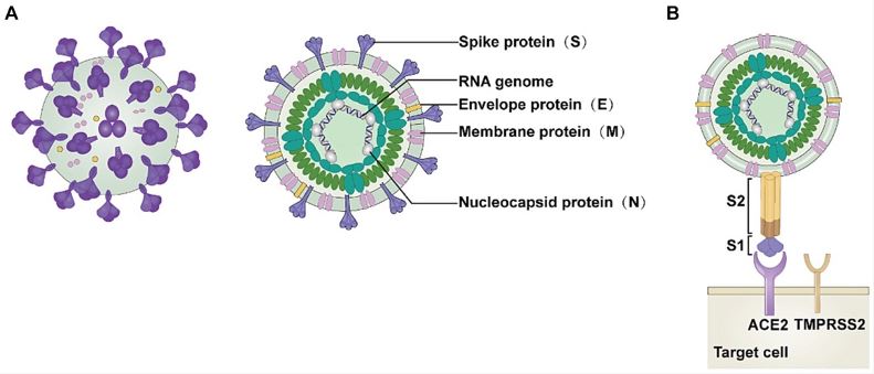 Schematic structures of SARS-CoV.