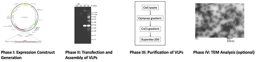 Workflow of VLP production (Creative Biolabs Original).
