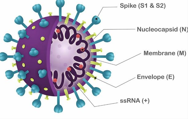 SARS-CoV-2 genome.