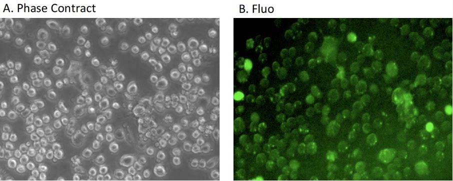 Fluorescence analysis. (Creative Biolabs Original).