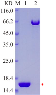 Cell supernatant purification (Creative Biolabs original)