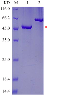 Inclusion bodies purification (Creative Biolabs original)