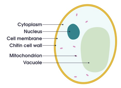 Yeast cell.