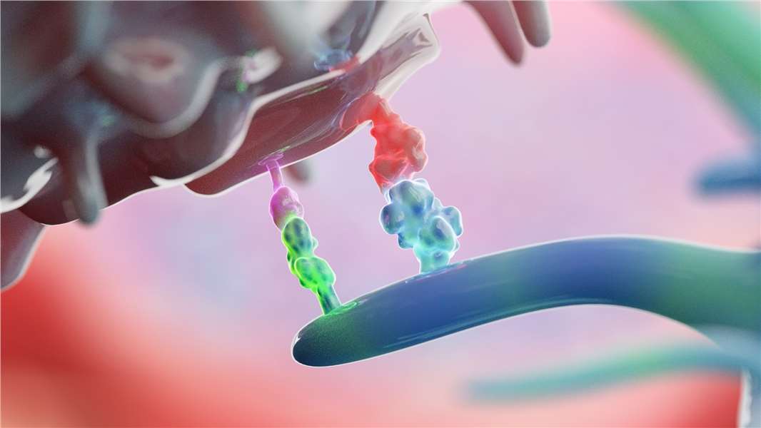 Immune checkpoint molecules. (Creative Biolabs Authorized)