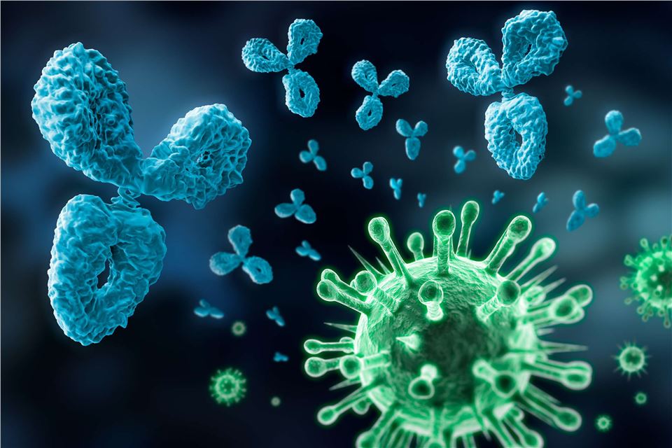 Antibody (Creative Biolabs Authorized)