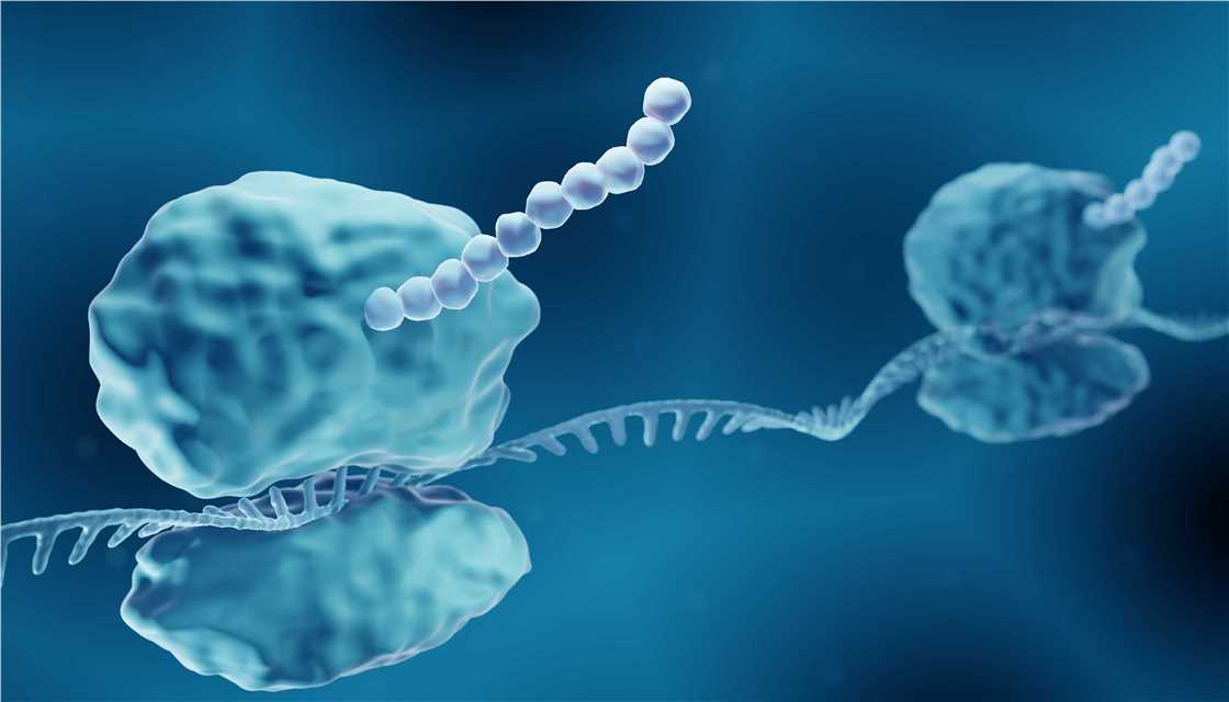 Fig 1. Ribosome. (Creative Biolabs Authorized)
