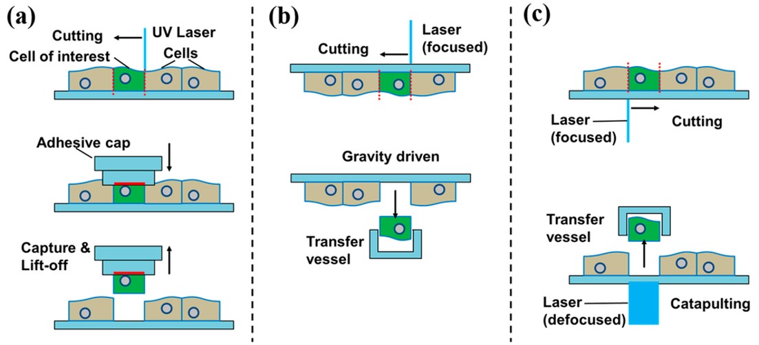 Fig.1 Schematic view on LCM methods.