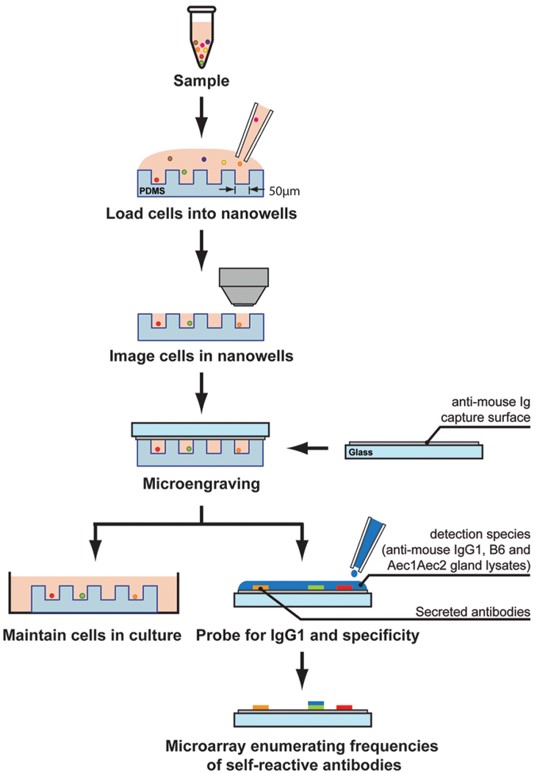 Fig.1 Schematic overview of microengraving technology. 