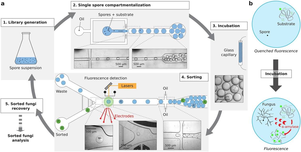 Fig.1 Droplet microfluidics for single-cell screening.