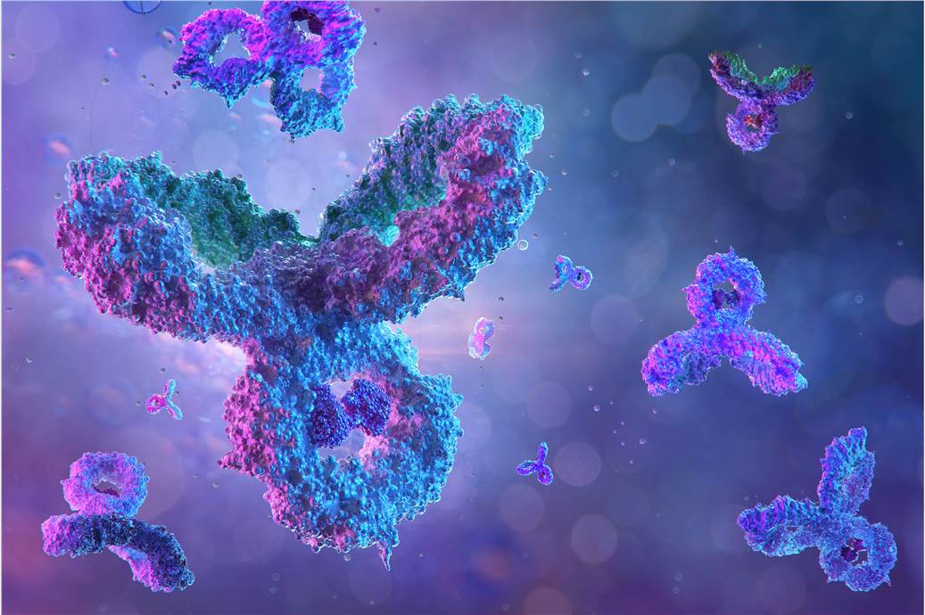 Fig 1. Antibody. (Creative Biolabs Authorized)
