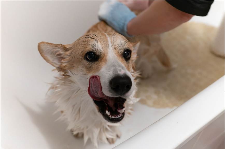 Fig 1. Canine. (Creative Biolabs Authorized)