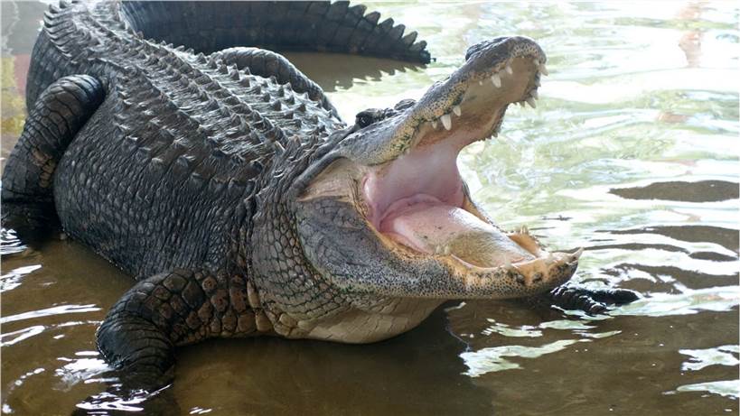 Fig 1. Alligator. (Creative Biolabs Authorized)