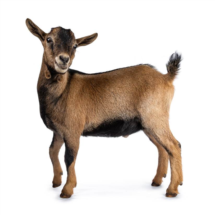 Fig 1. Goat. (Creative Biolabs Authorized)