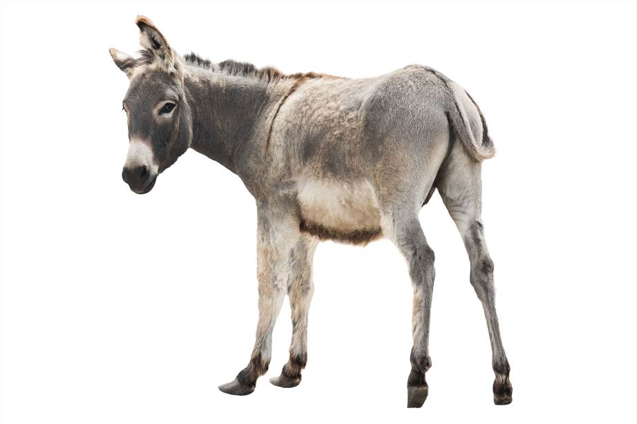 Fig 1. Donkey. (Creative Biolabs Authorized)