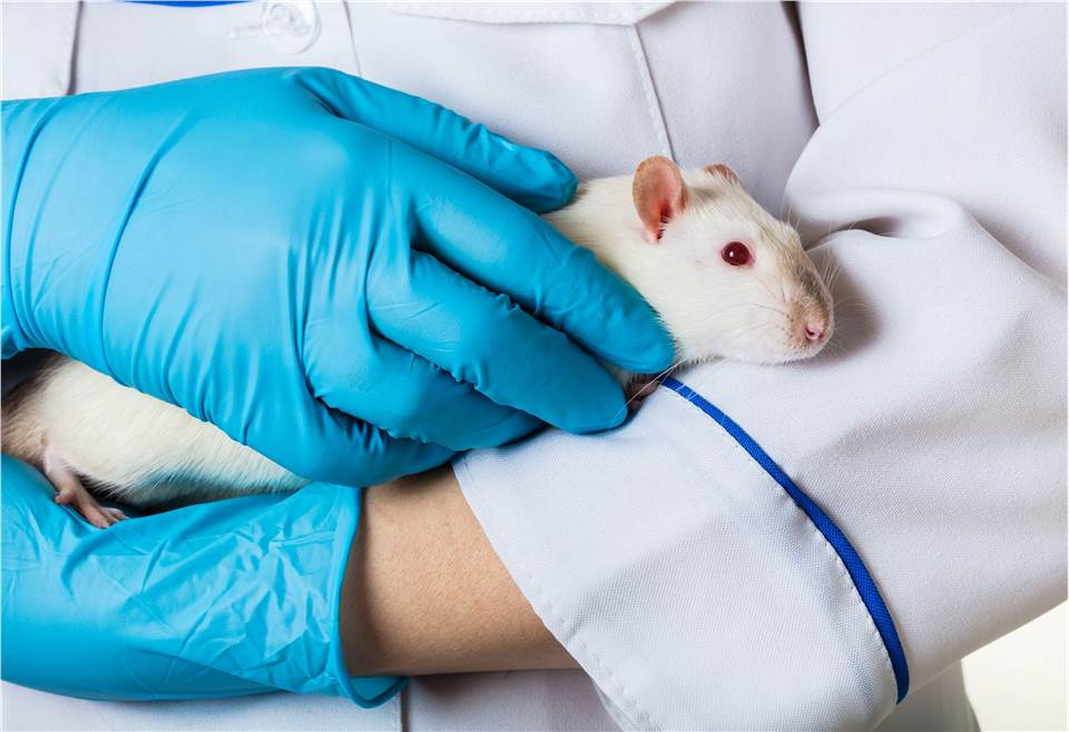 Fig 1. Rat. (Creative Biolabs Authorized)