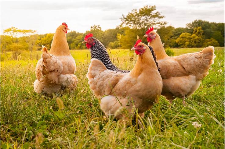 Fig 1. Chicken. (Creative Biolabs Authorized)