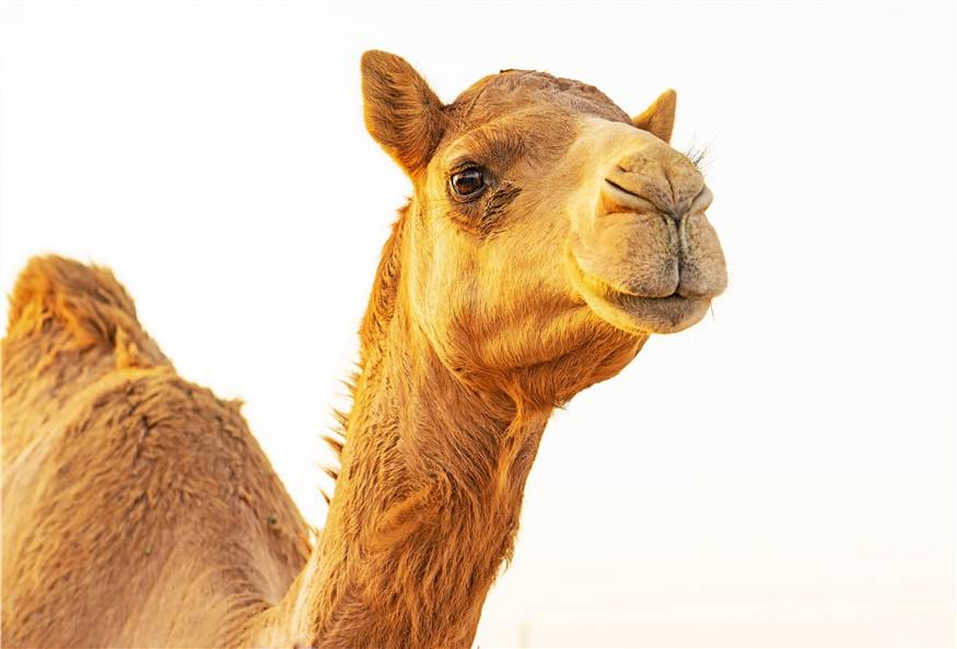 Fig 1. Camel. (Creative Biolabs Authorized)