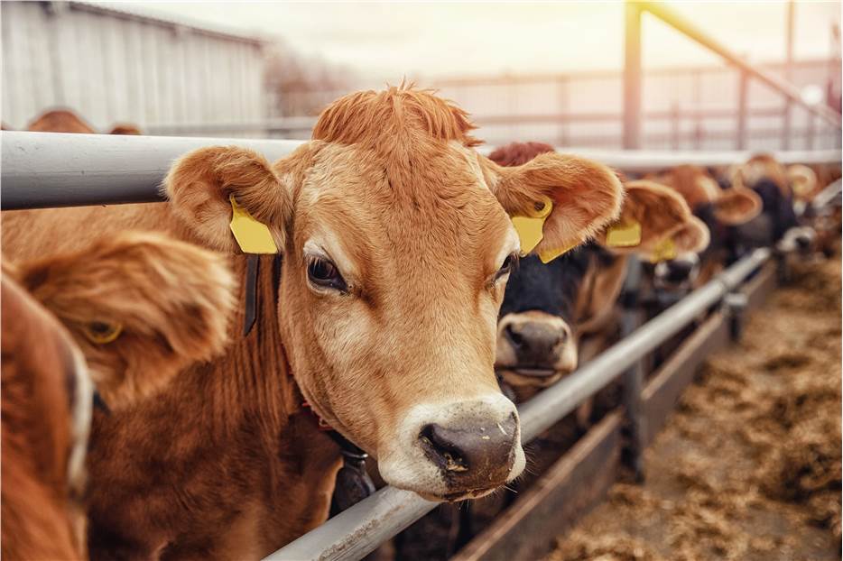 Fig 1. Bovine. (Creative Biolabs Authorized)