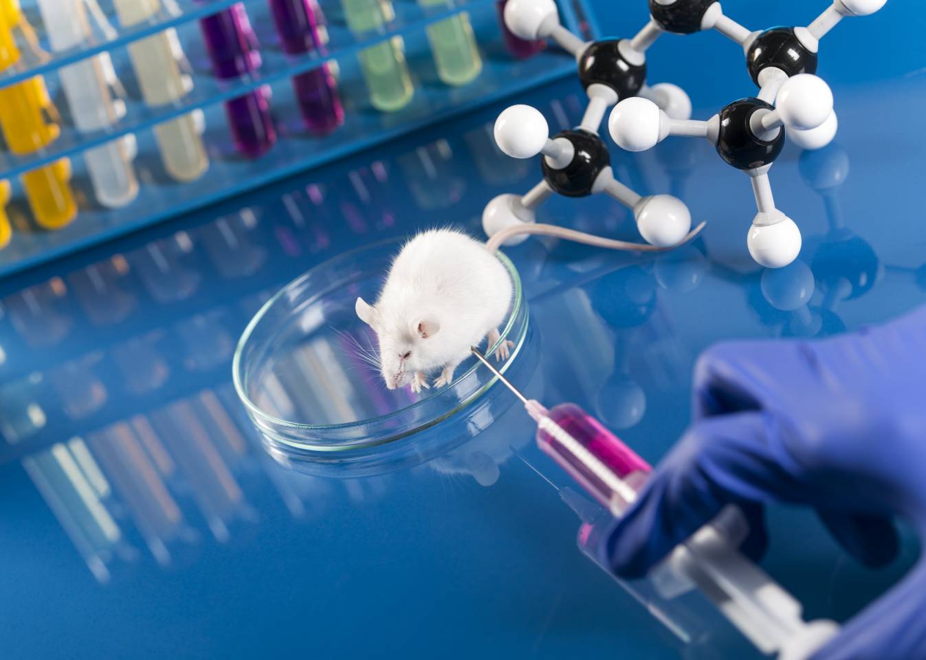 Fig. 2 Mouse Animal Model (Creative Biolabs Authorized)