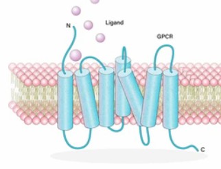 GPCRs Introduction