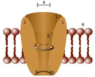 Ion Channels Introduction
