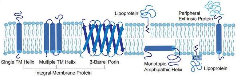 Introduction to Membrane Protein Formats (Creative Biolabs Original)