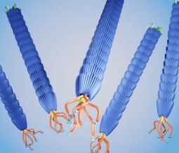 Introduction to Membrane Protein Antibody Discovery and Phage Display