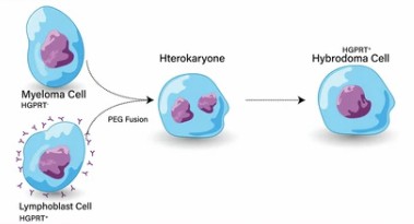 Introduction to Membrane Protein Antibody Discovery and Hybridoma
