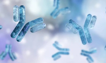 Introduction to Membrane Protein Antibody Discovery and Premade Antibody Libraries (Creative Biolabs Authorized)