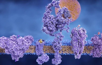 Introduction to Anti-Membrane Protein Antibodies