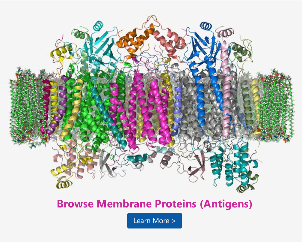 Magic™ Membrane Protein Antibody Discovery