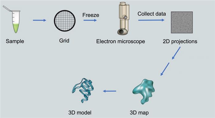 MemDX™ Membrane Protein Characterization by Cryo-EM Studies (Creative Biolabs Original)