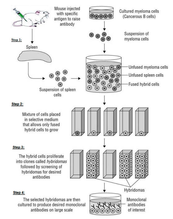 mAb production procedures.
