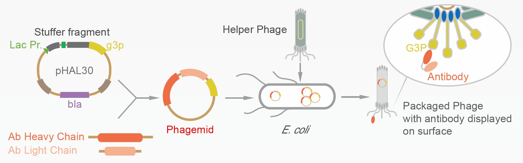 hagemid system for antibody display