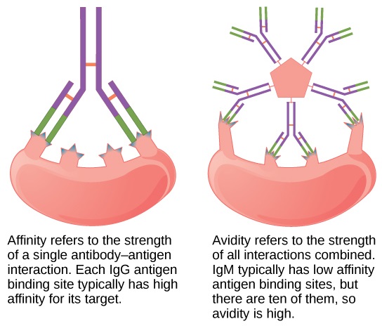 Avidity vs. Affinity: Understanding the Crucial Differences in Molecular Interactions