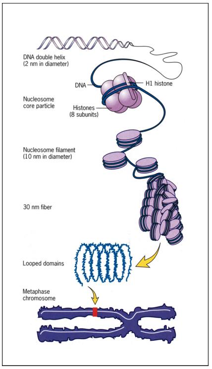 Chromosomes are made of DNA-histone protein complexes (Kalaivani, 2016)