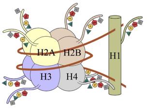 Structural composition of histones (Li, 2014)