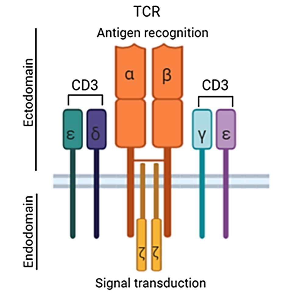 T-cell receptor (TCR) complex (Land, 2020)