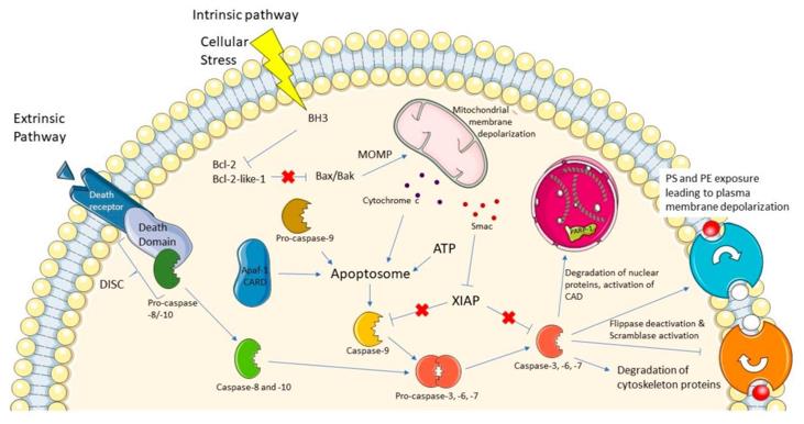 Mechanisms of apoptosis (Beroske, 2021)
