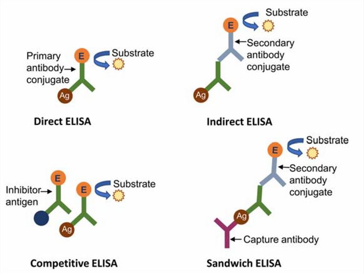 A schematic representation of the different types of ELISAs