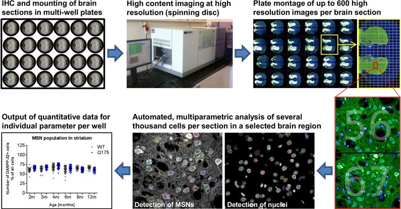 Workflow of high content imaging for ex vivo phenotypic characterization