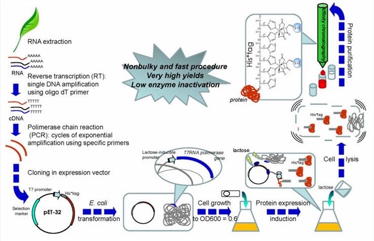 Overview of Recombinant Proteins and Production Systems