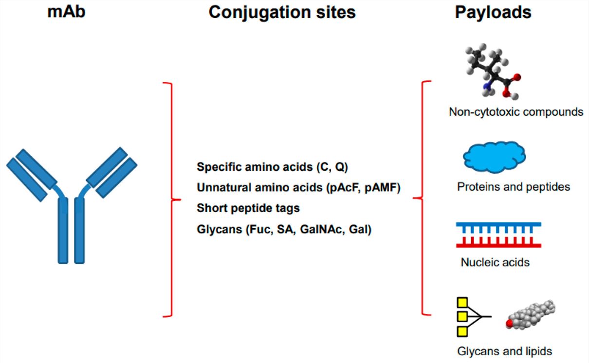 Antibody conjugation with representative payloads