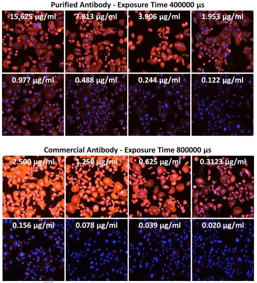Overlay of fluorescence images of AF594, PE, and Hoechst at selected antibody concentrations for purified and commercial antibodies by the Celigo Image Cytometer method.