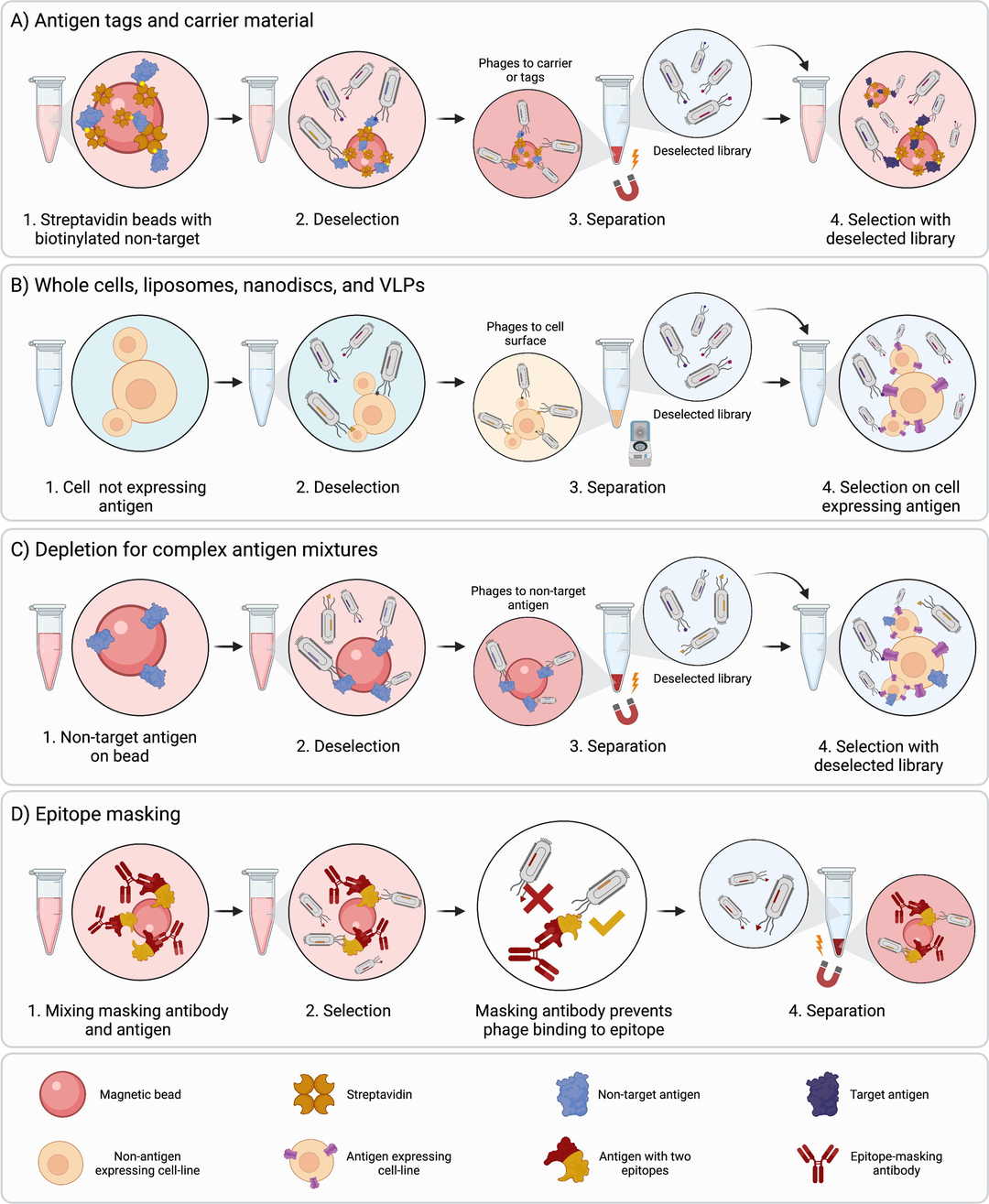 Phage display screening technologies.