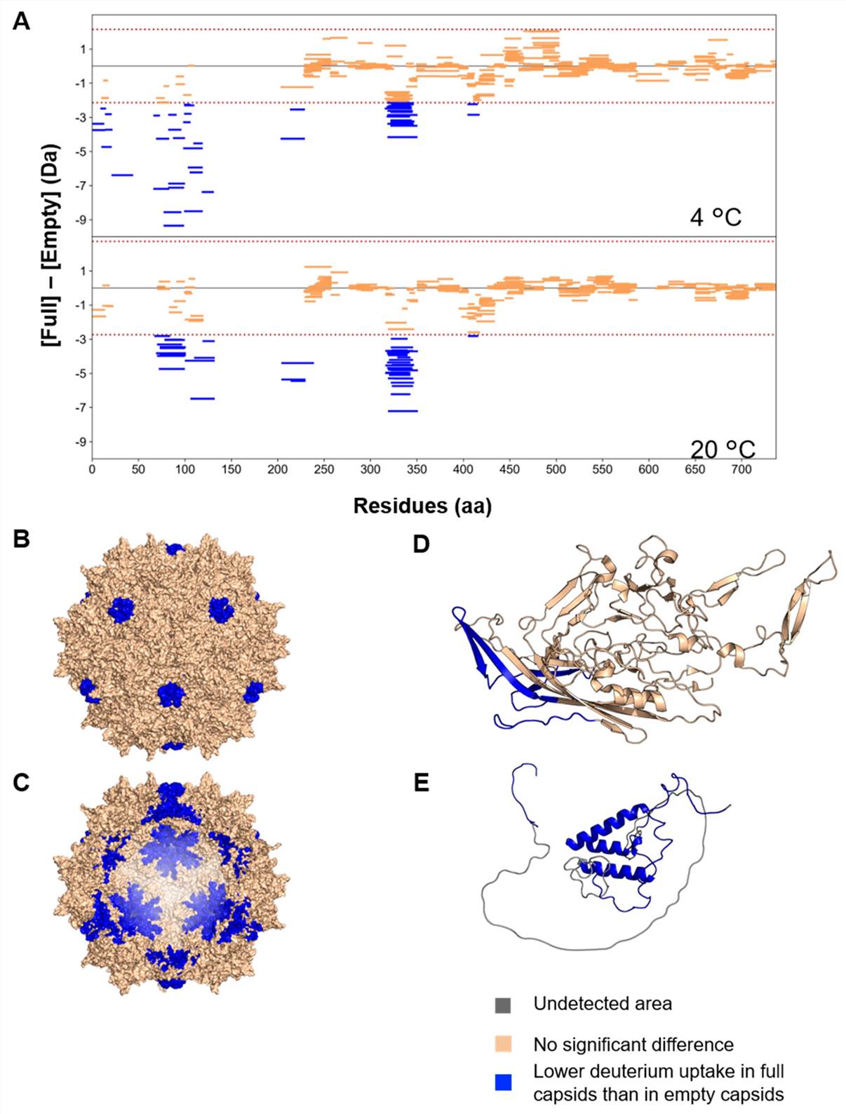 rAAV8 full and empty capsids structural comparison by differential HDX-MS analysis. (OA Literature)